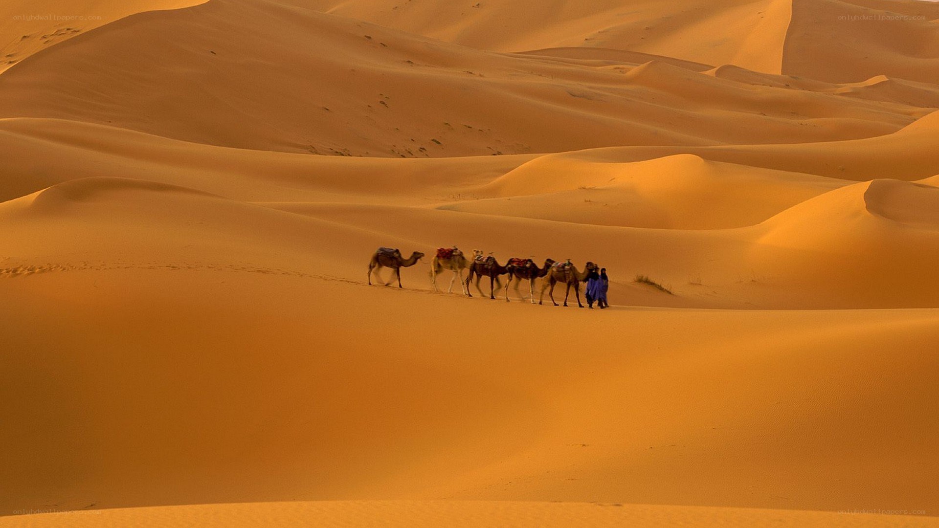 Camel caravan in desert