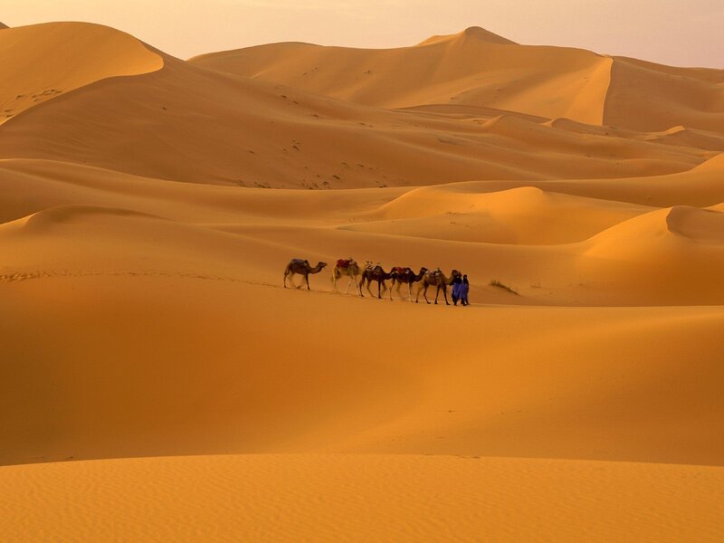 Camel caravan in desert