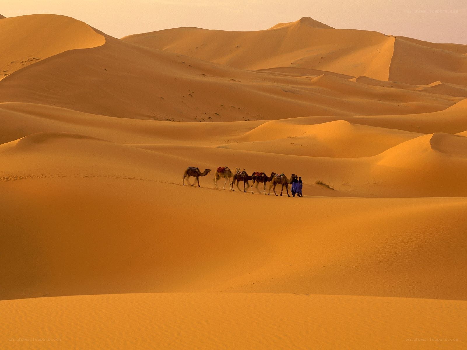 Camel caravan in desert