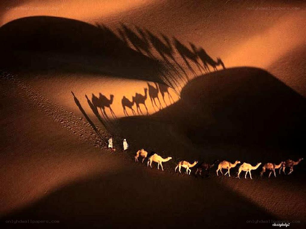 Camel caravan in desert