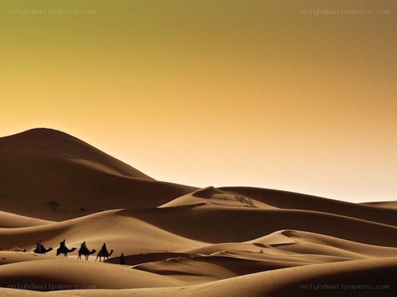 Camel caravan in desert