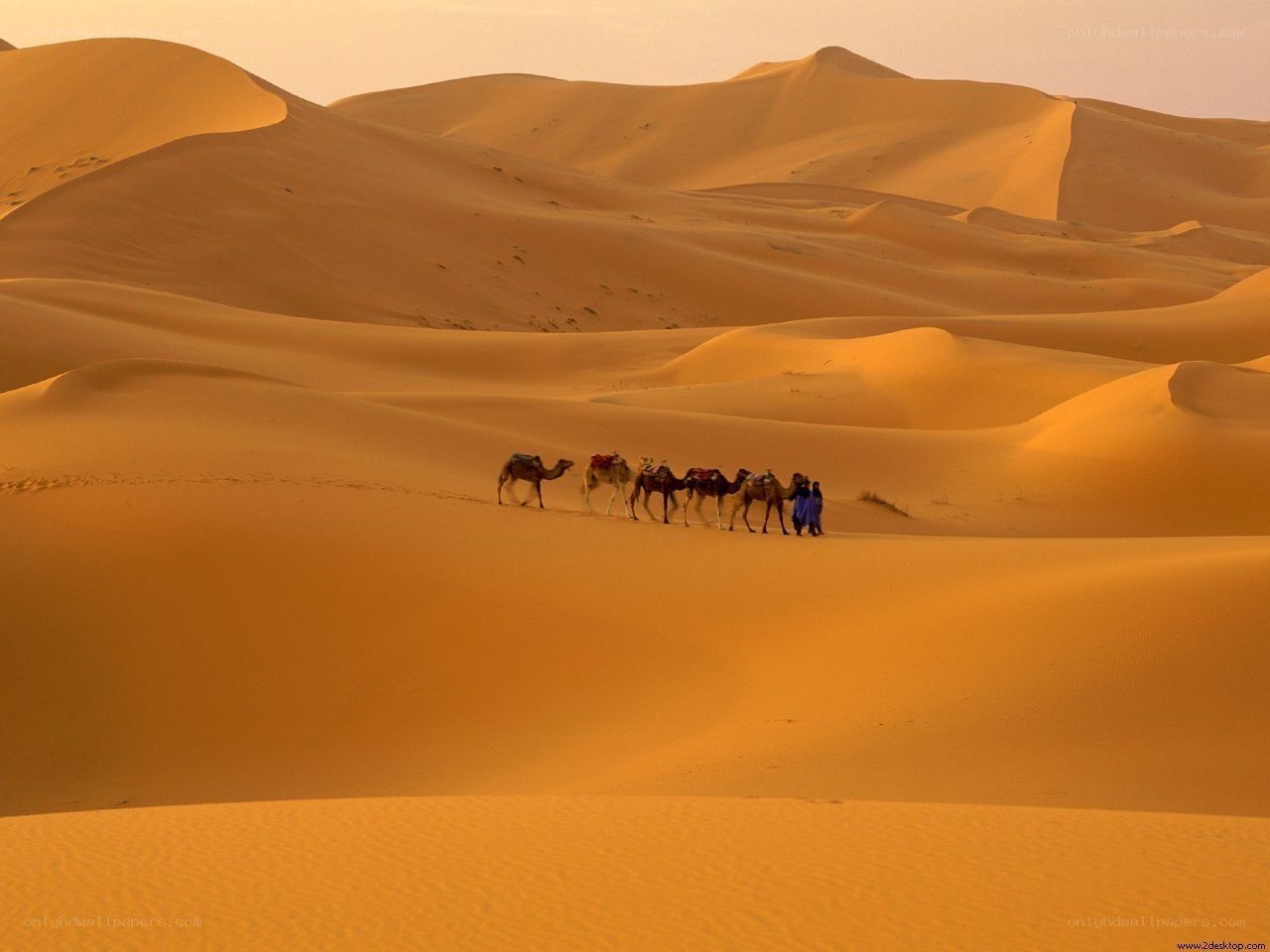 Camel caravan in desert