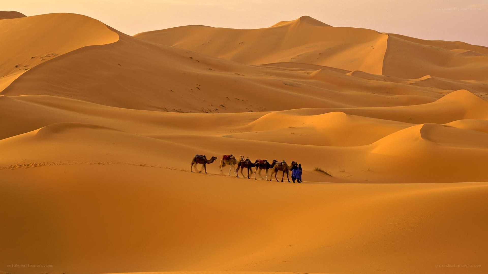 Camel caravan in desert