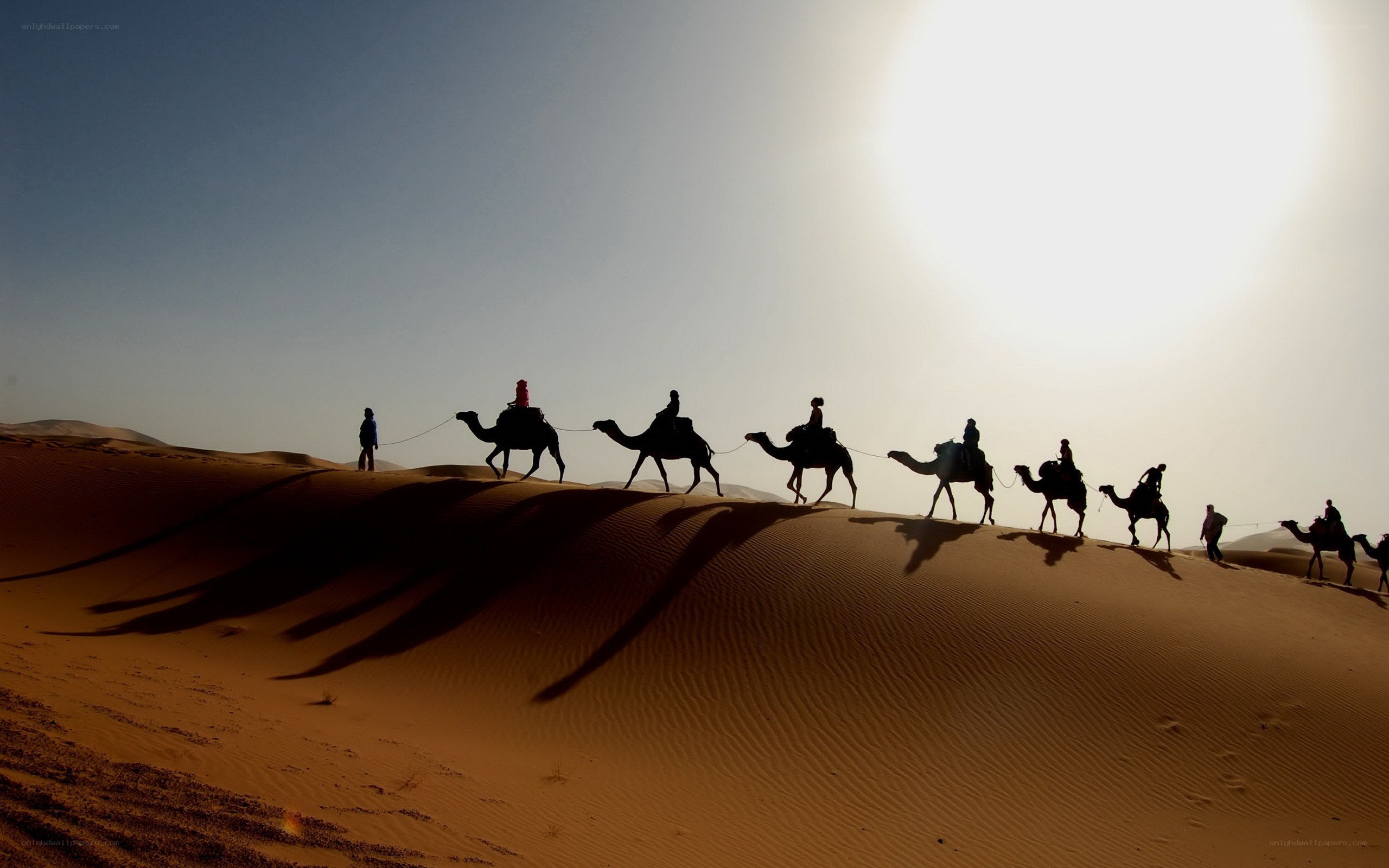 Camel caravan in desert