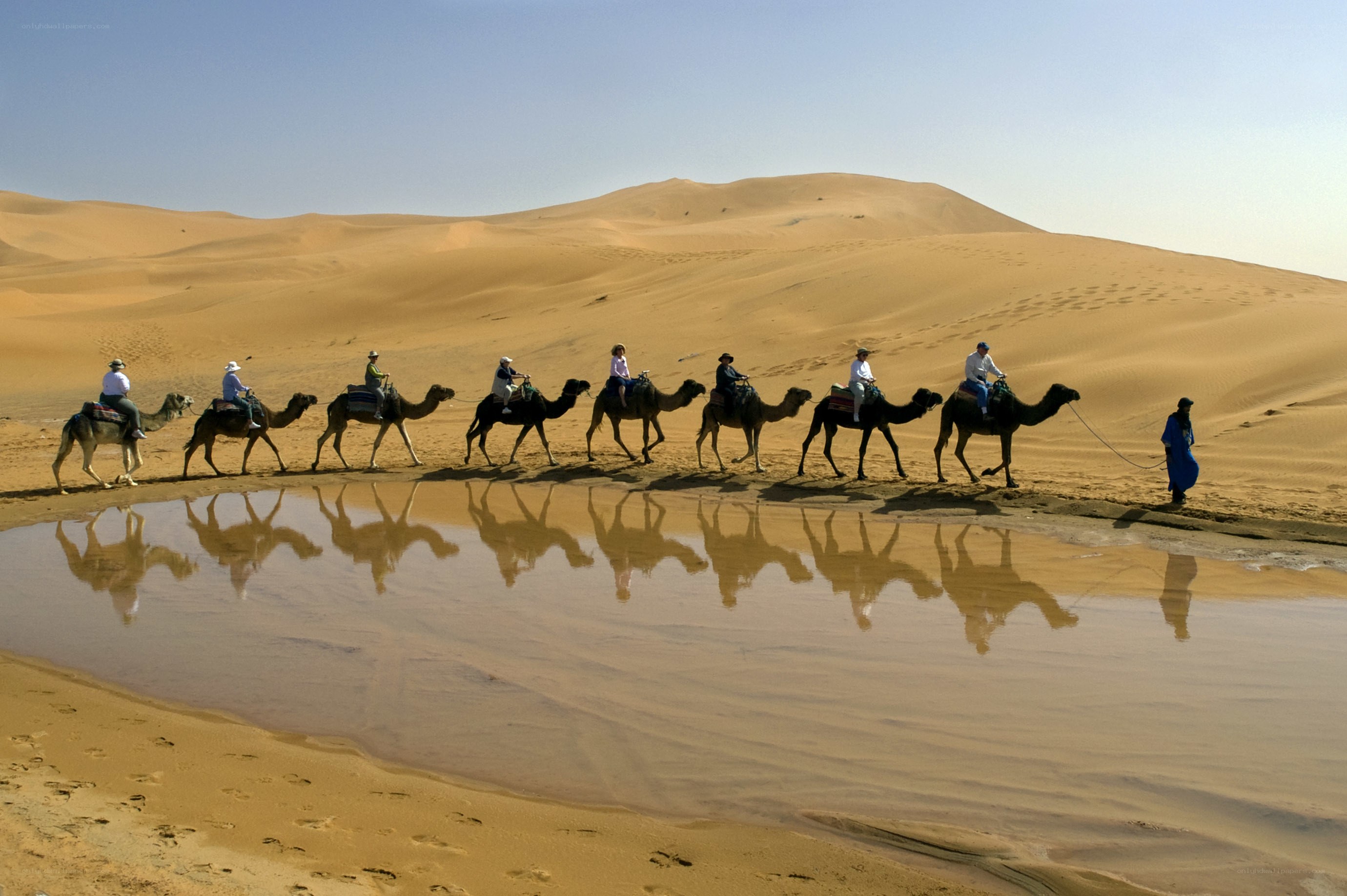 Camel caravan in desert