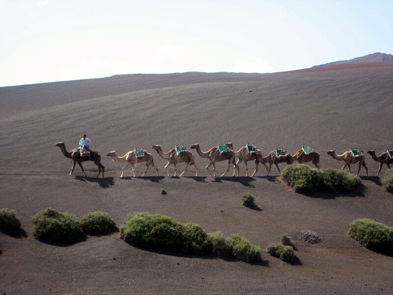 Camel Caravan in Desert — Brown, Arid