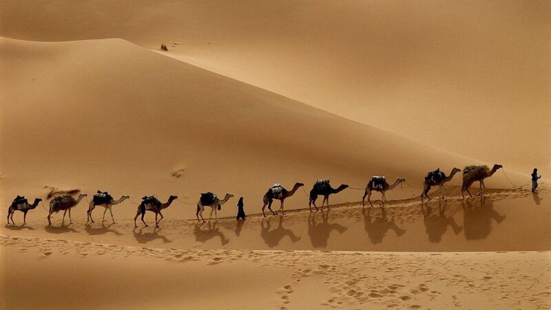 Camel Caravan in Desert — Brown, Dramatic, Afternoon, Photograph, Camels, People