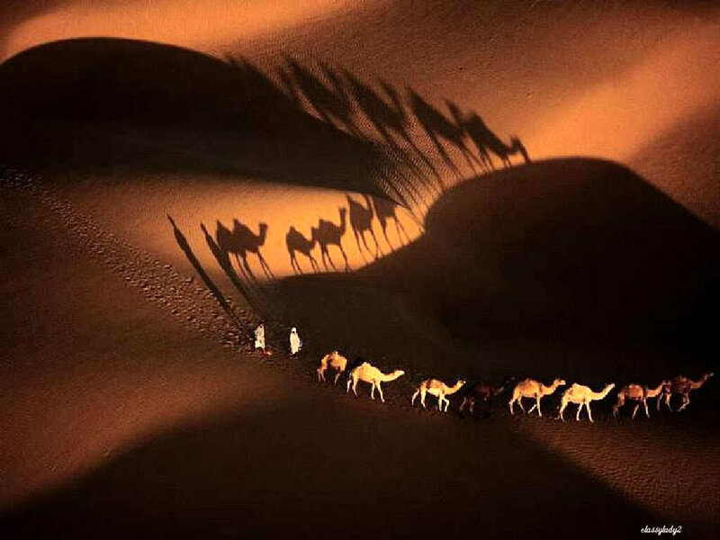 Camel Caravan in Desert — Brown, Dramatic, Night