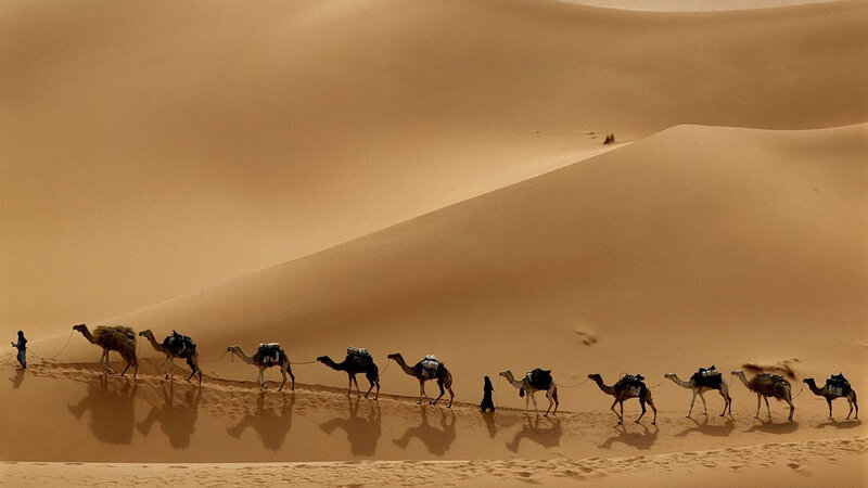 Camel Caravan in Desert — Brown, Serene, Afternoon, Photograph, Camels