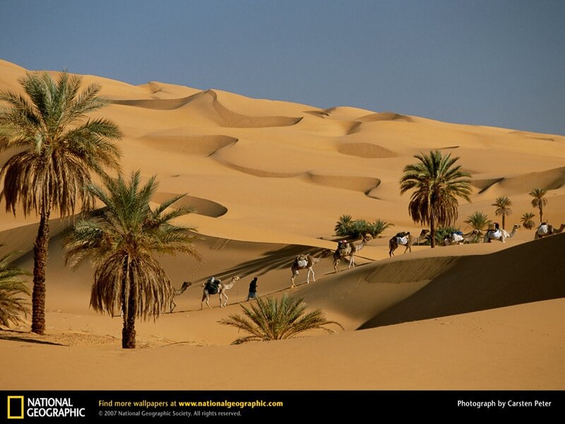 Camel Caravan in Desert — Brown, Serene, Afternoon, Photograph, Palm Trees