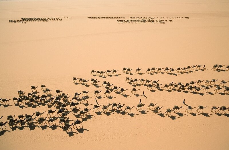Camel Caravan in Desert — Brown, Serene