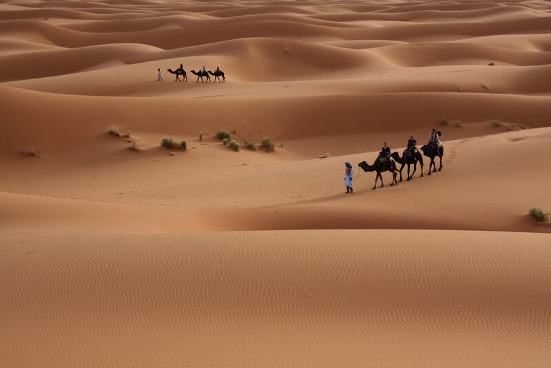 Camel Caravan in Desert — Brown