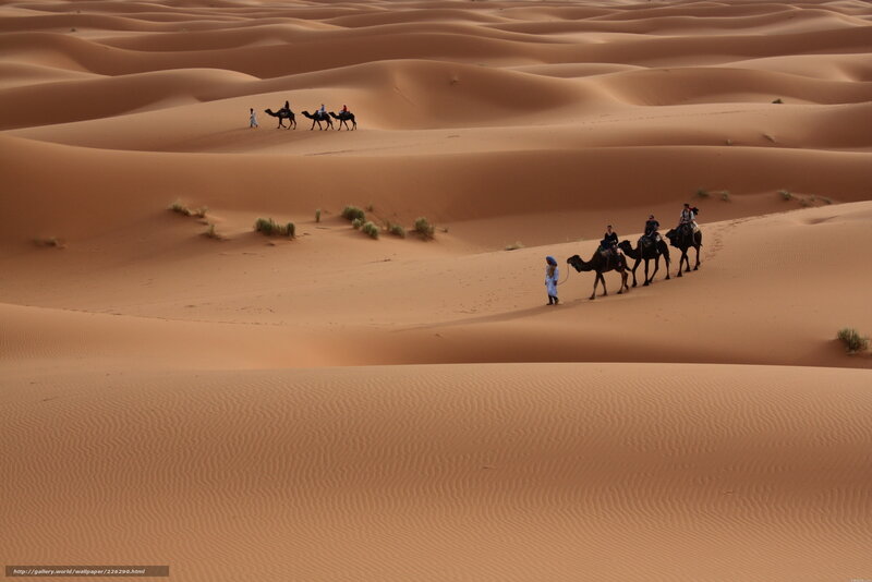 Camel caravan in desert dunes