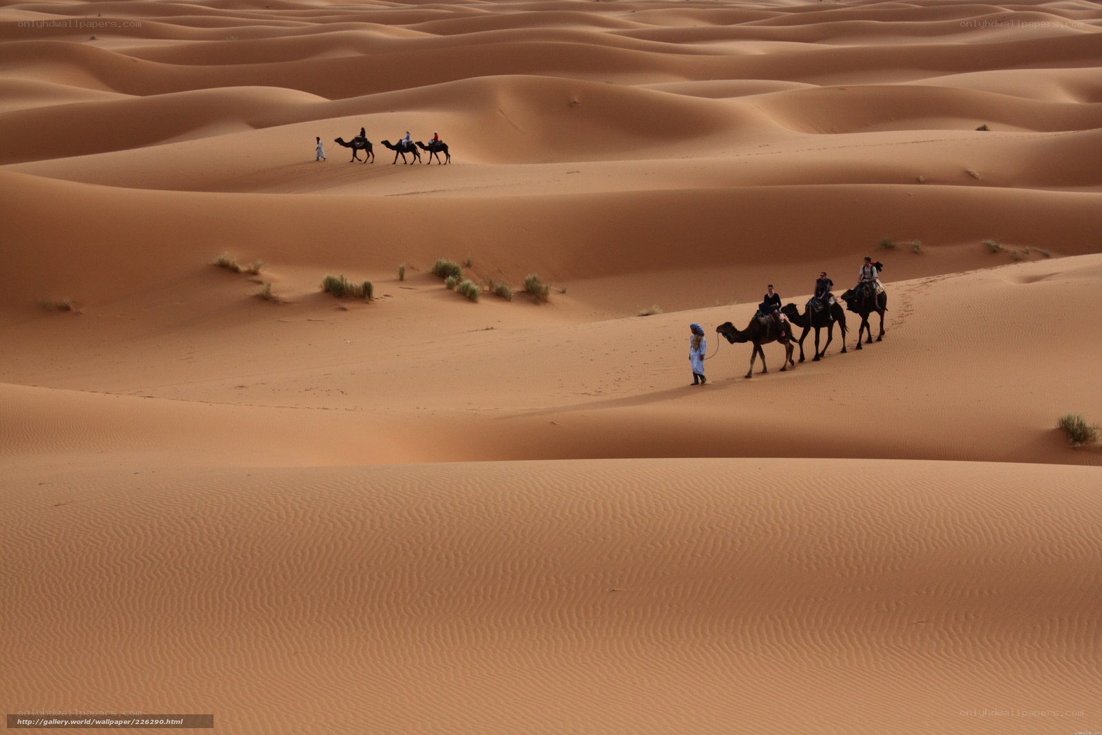 Camel caravan in desert dunes