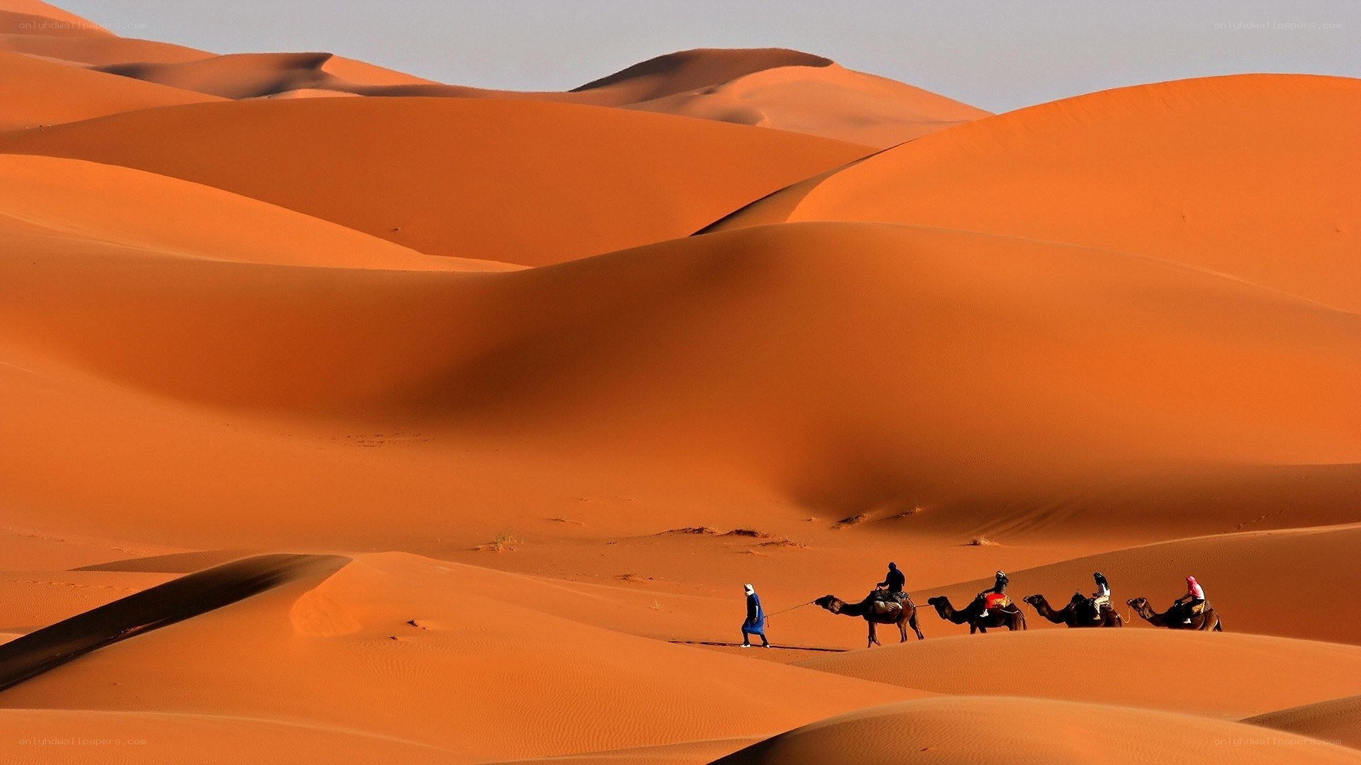 Camel caravan in desert dunes