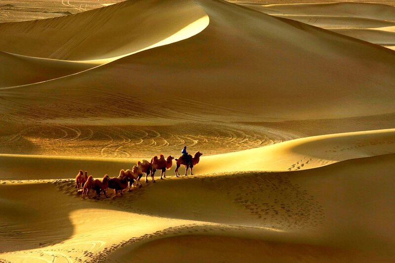 Camel Caravan in Desert — Gold, Dramatic