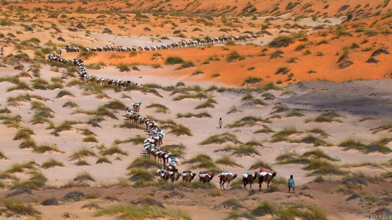 Camel Caravan in Desert — Orange, Arid