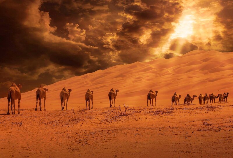 Camel Caravan in Desert — Orange, Dramatic, Sunset, Photograph, Sand Dunes, Clouds