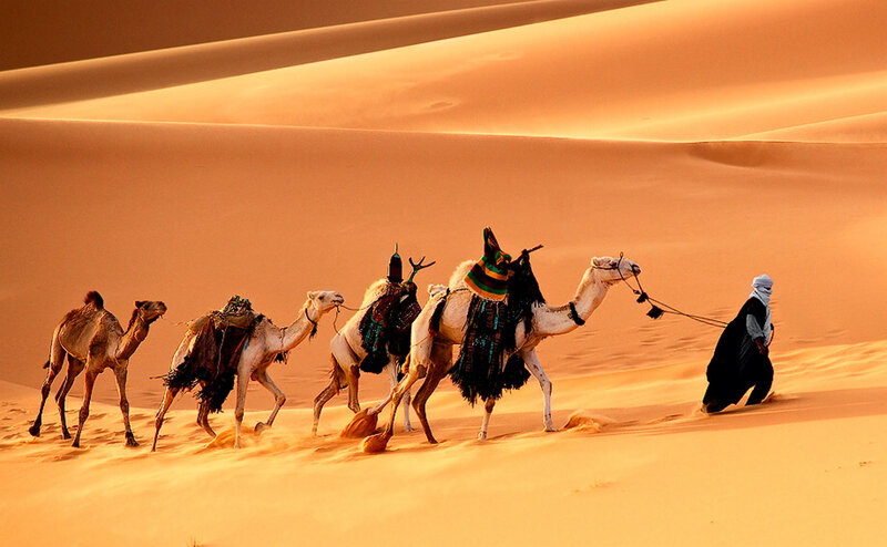 Camel Caravan in Desert — Orange, Dramatic, Sunset, Photograph