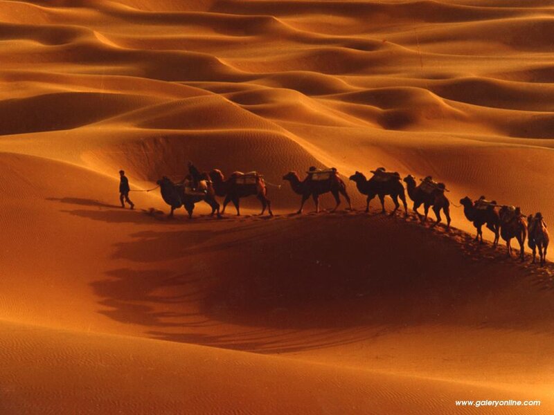 Camel Caravan in Desert — Orange, Dramatic