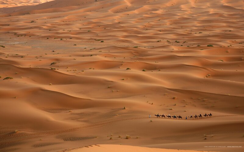 Camel Caravan in Desert — Orange, Serene, Sunset, Photograph, Sand Dunes