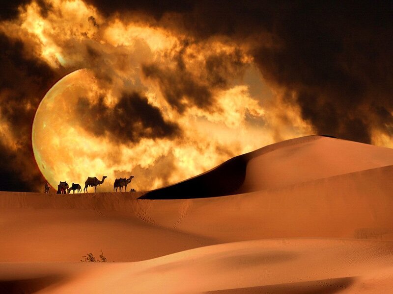 Camel Caravan in Desert — Orange