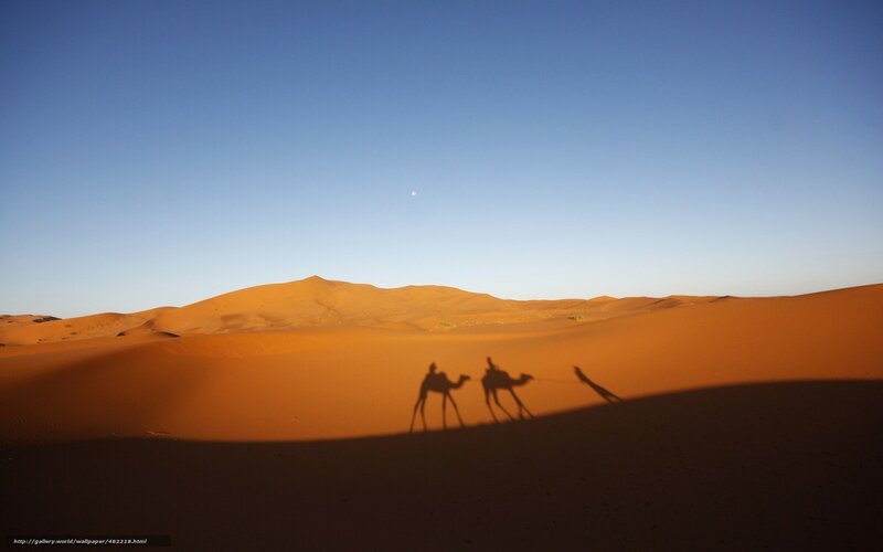 Camel caravan in desert