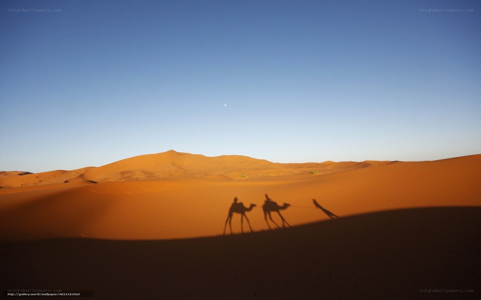 Camel caravan in desert