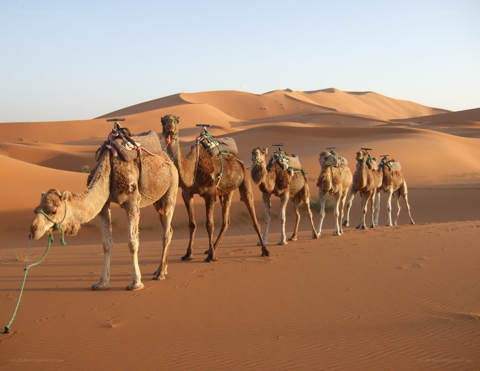 Camel caravan in the desert