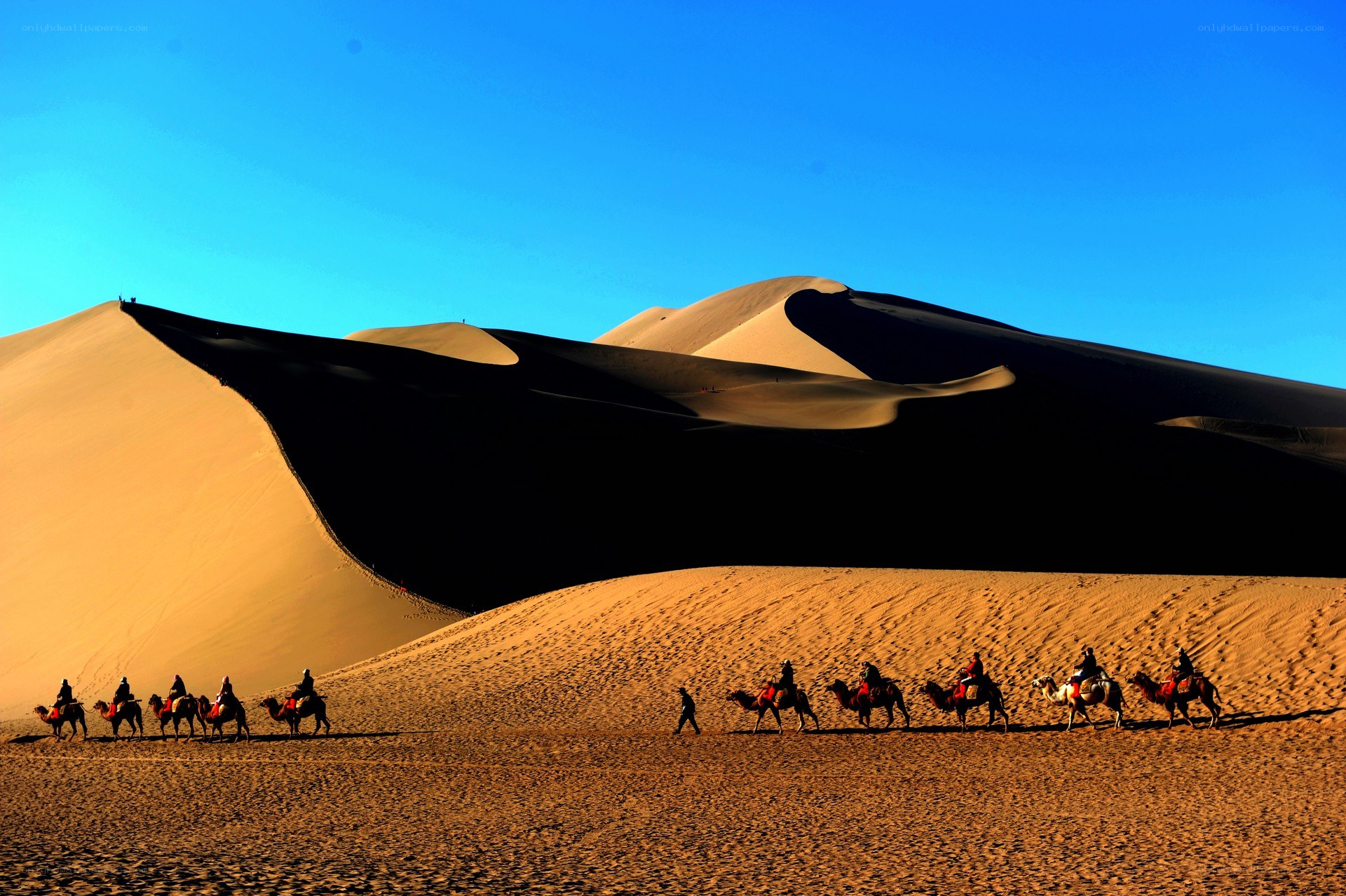 Camel caravan in the desert