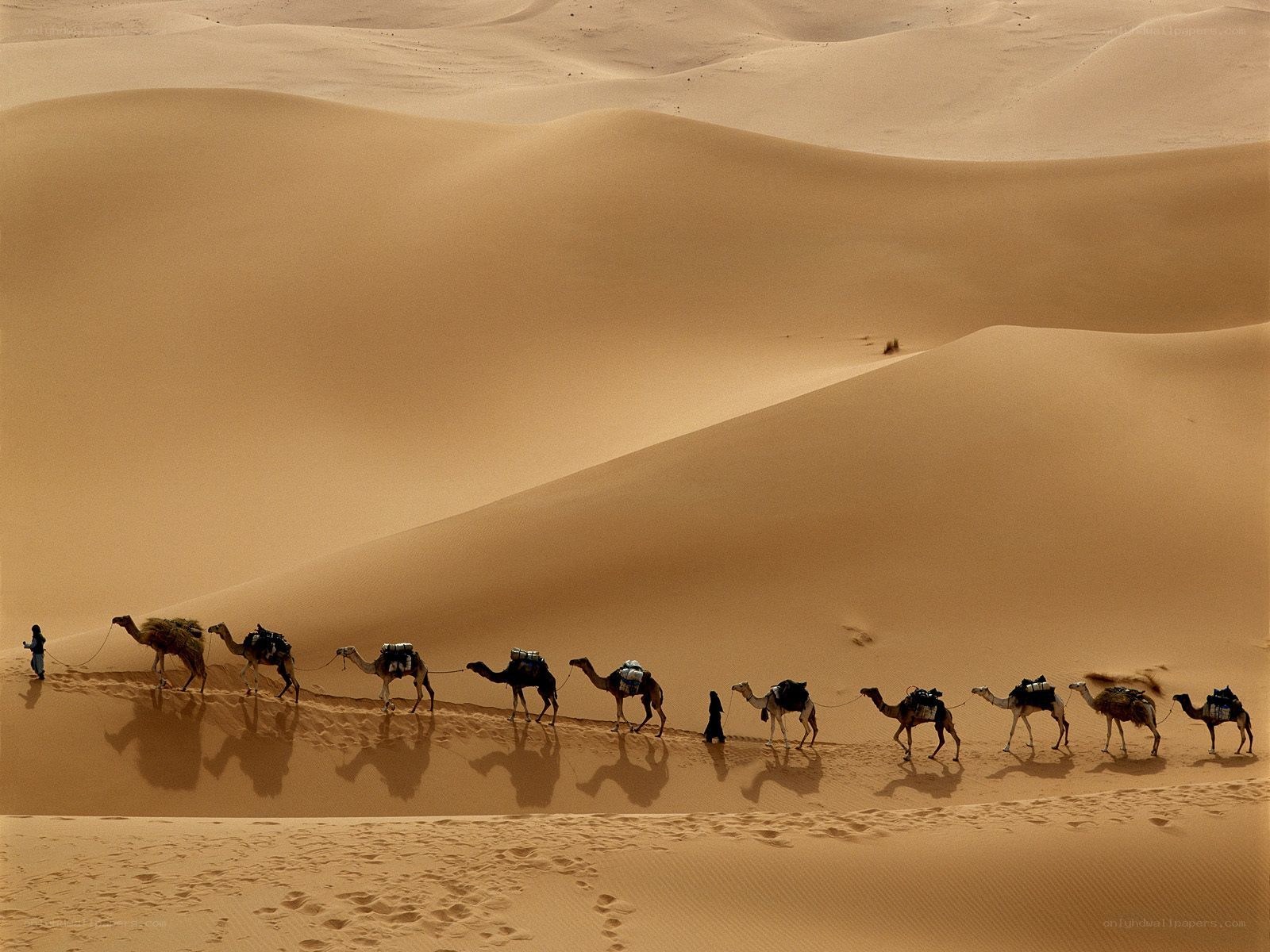 Camel caravan in the desert