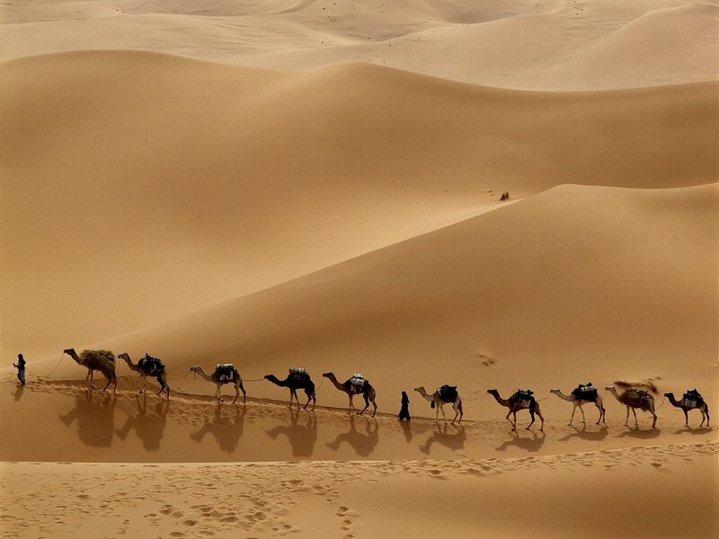Camel caravan in the desert