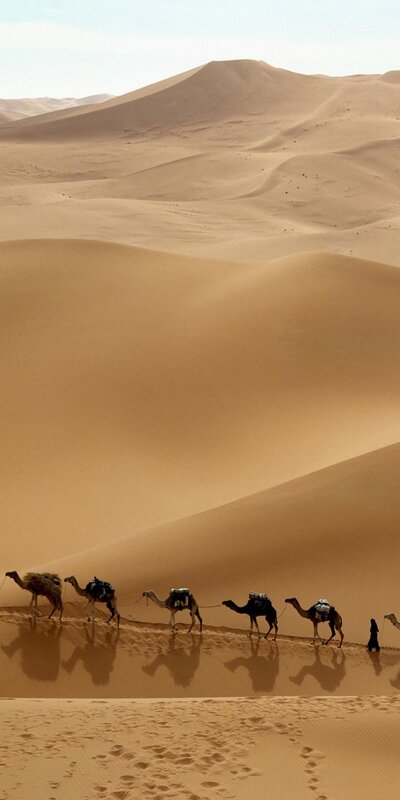 Camel caravan in the desert