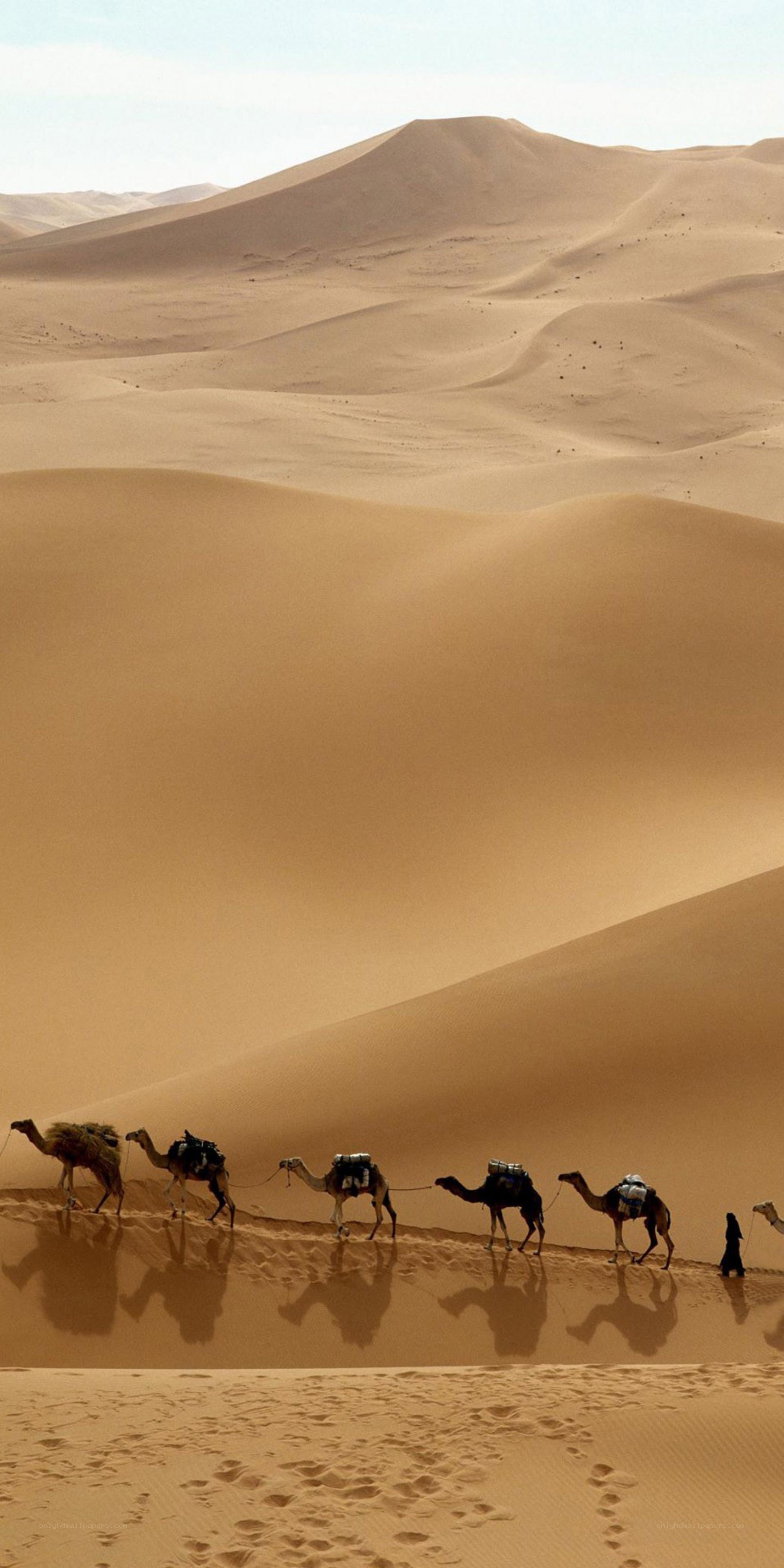 Camel caravan in the desert