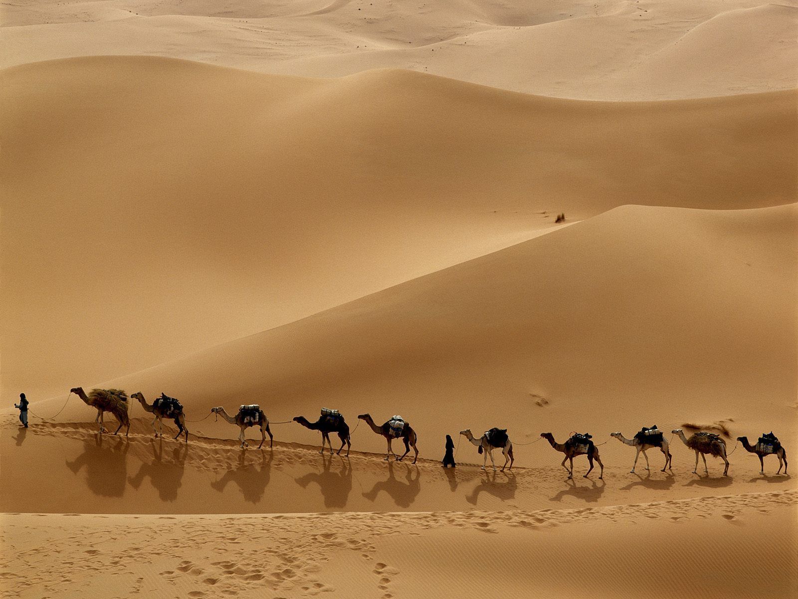 Camel caravan in the desert