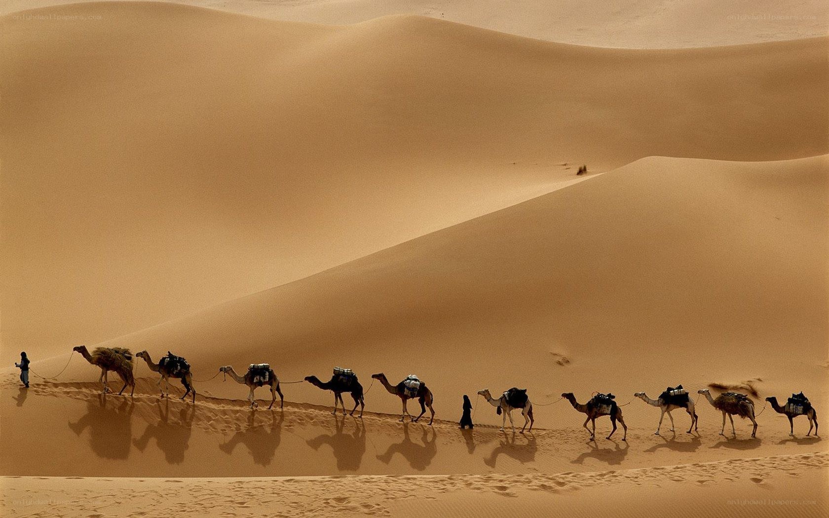 Camel caravan in the desert