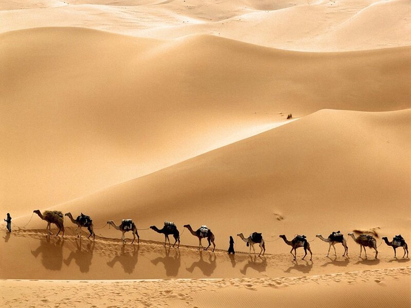 Camel caravan in the desert
