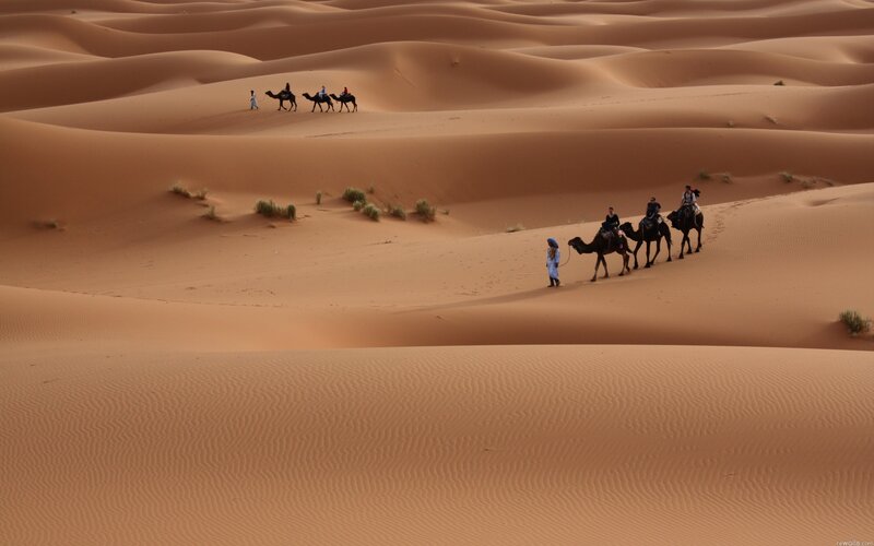 Camel caravan in the desert