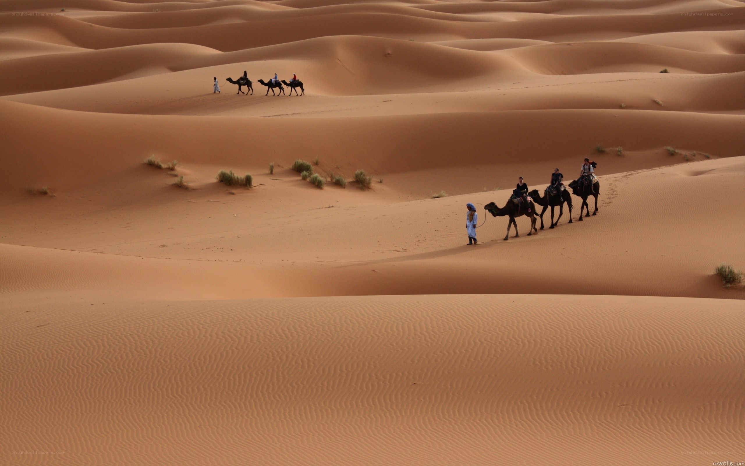 Camel caravan in the desert