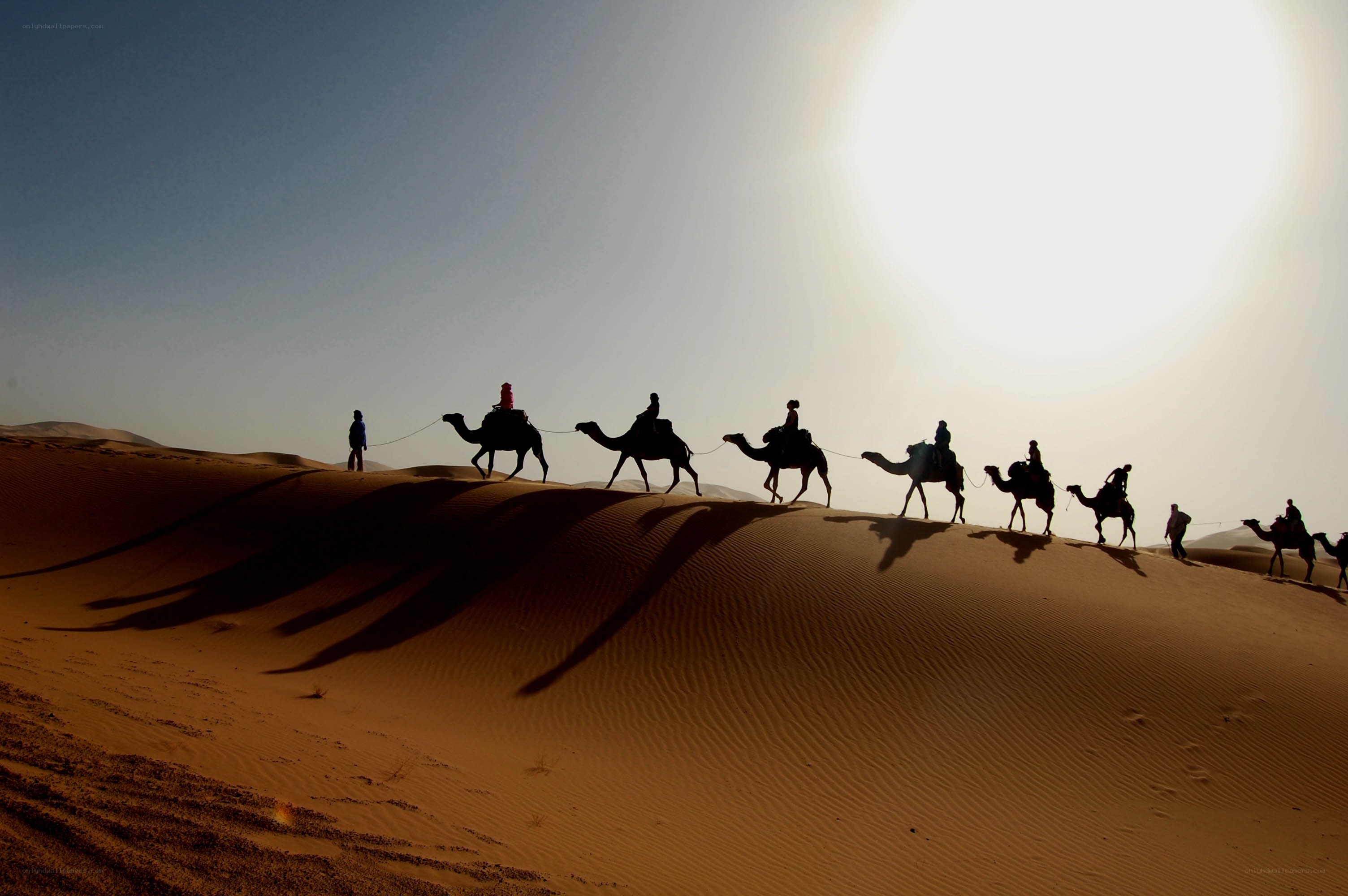 Camel caravan in the desert