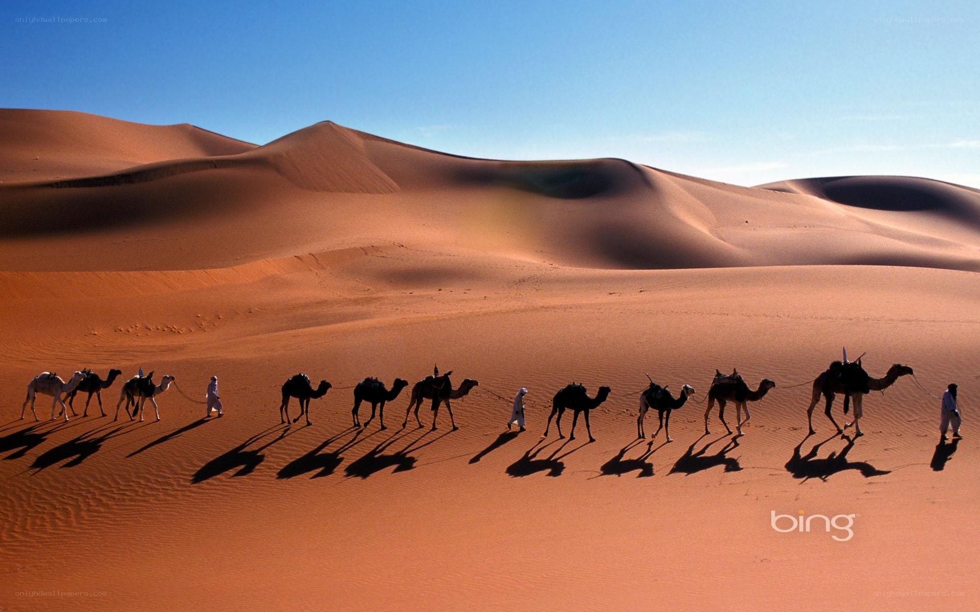 Camel caravan in the desert