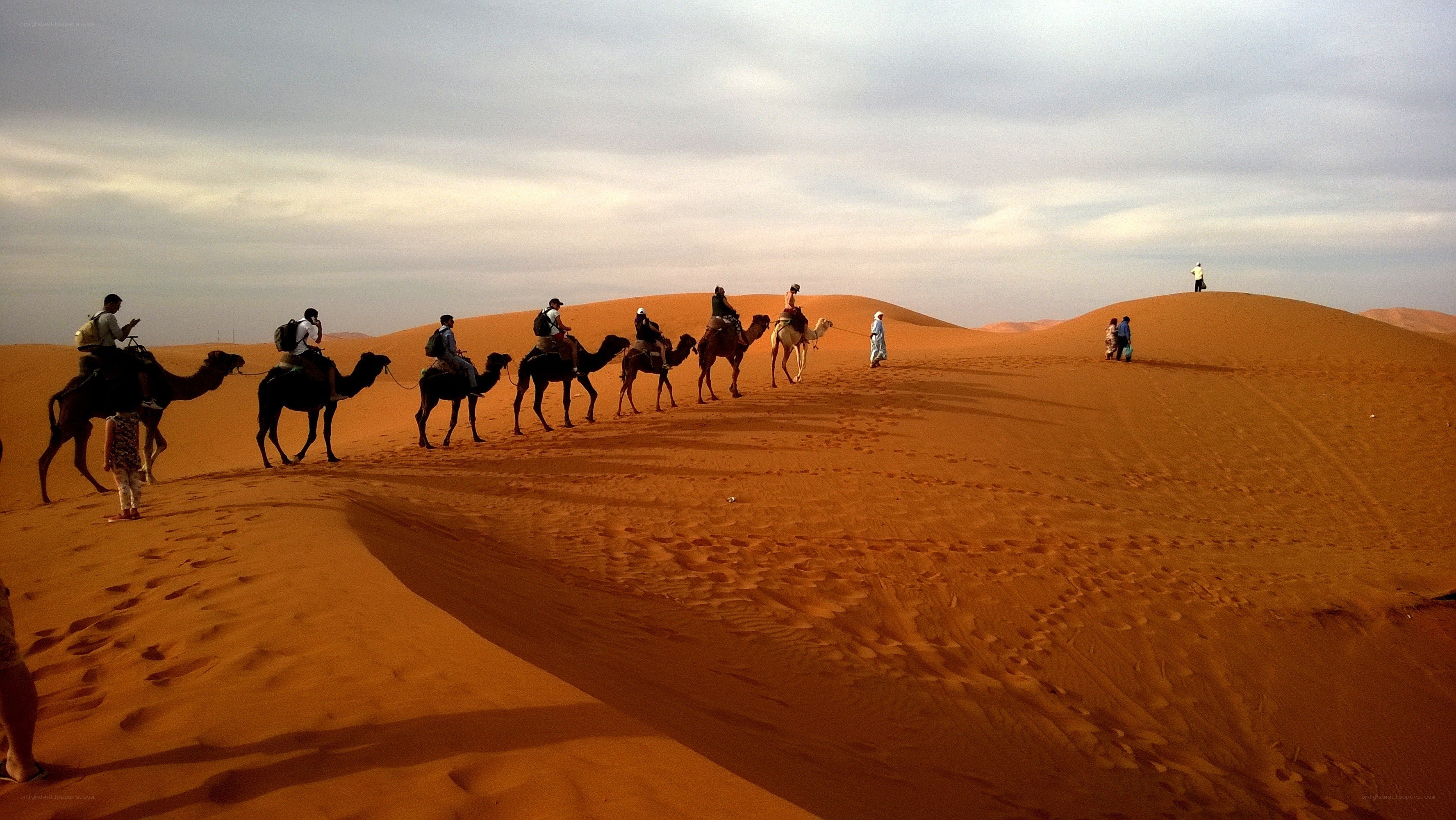 Camel caravan in the desert