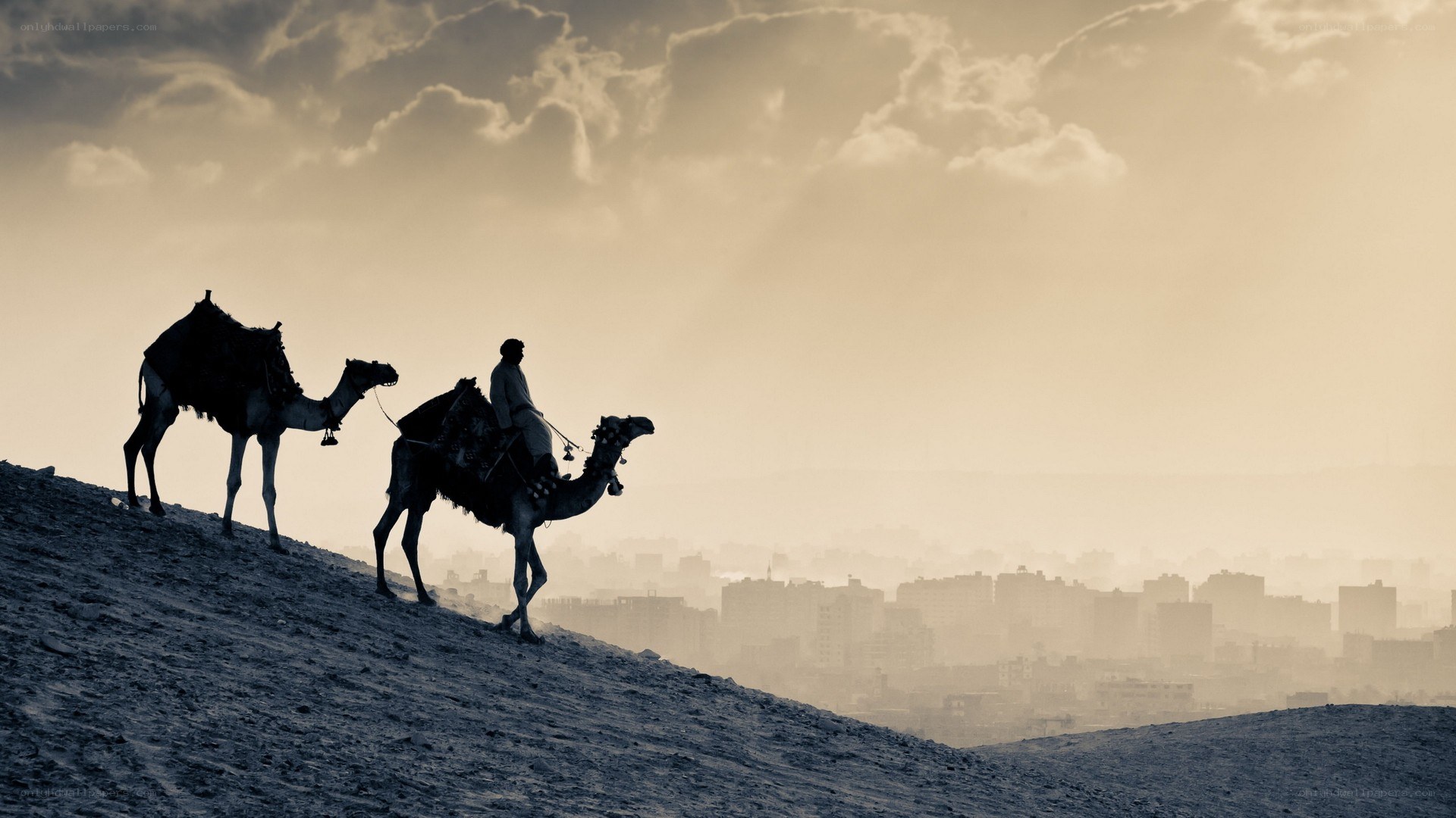 Camel caravan on a hill