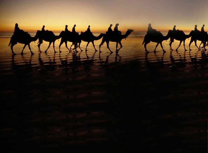 Camel Caravan on Beach — Black, Serene