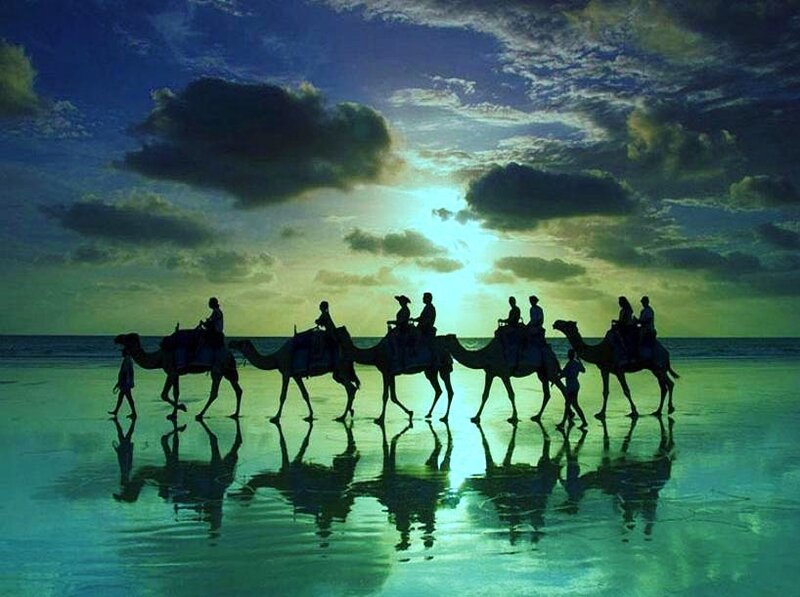 Camel Caravan on Beach — Blue, Dramatic, Sunset, Photograph, Camels