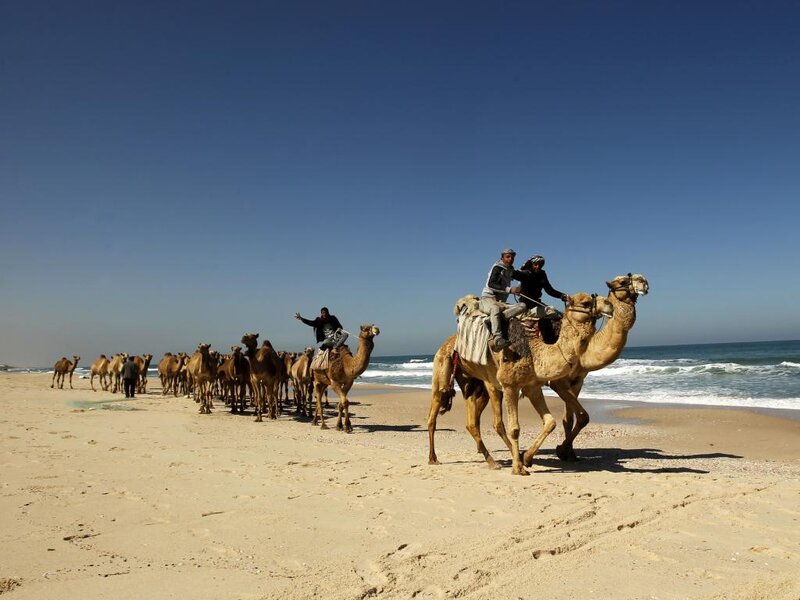 Camel Caravan on Beach — Blue, Serene, Afternoon
