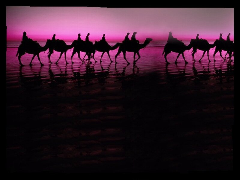 Camel Caravan on Beach — Pink