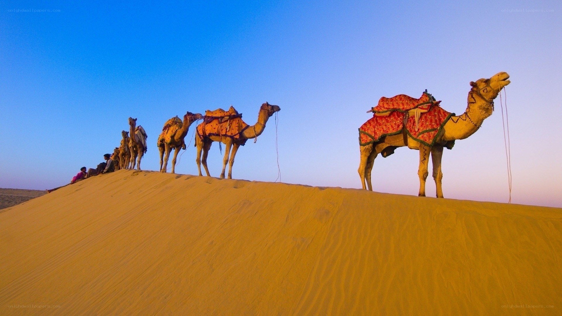 Camel caravan on desert dune