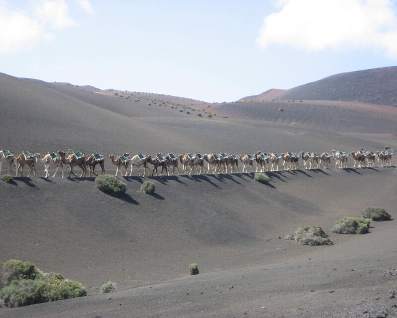 Camel Caravan on Volcano — Black