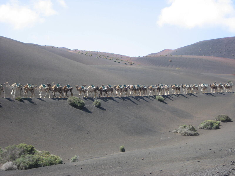 Camel Caravan on Volcano